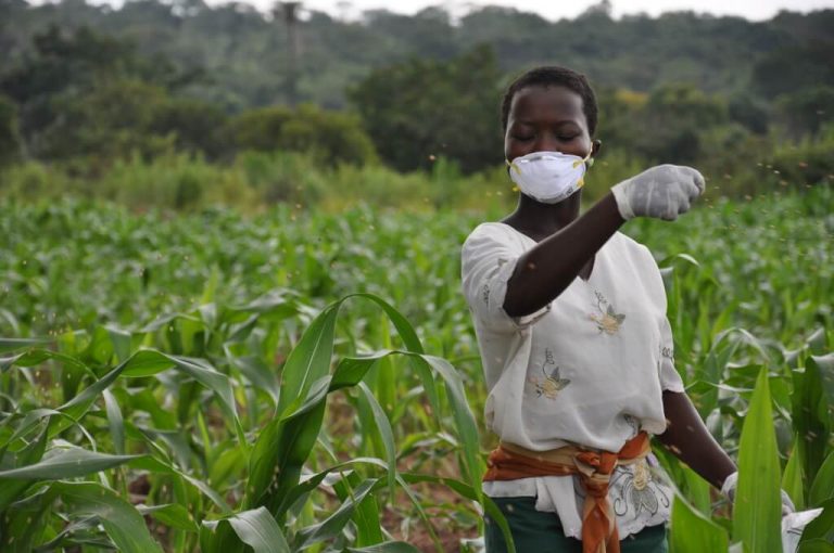 Farmer applying aflasafe to a maize field