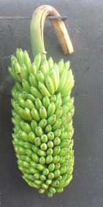 Bunch of banana fruit.