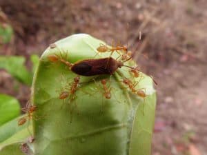 Capture of a coreid bug by O. longinoda on cashew leaves. Source: JF Vayssières, IITA