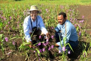 Picture of IITA Maize Breeder Abebe Menkir (left) in the field with Abuelgasim Elzein, IITA Striga Biocontrol Specialist (right).