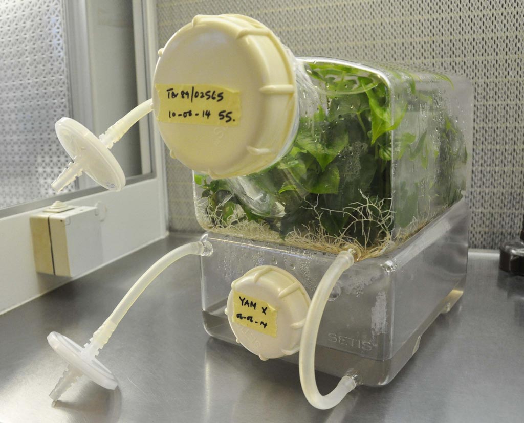 Picture of Setis flask with a forest of yam plantlets of an improved variety.