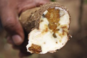 Picture of Cassava roots affected by CBSD which causes a dry brown root