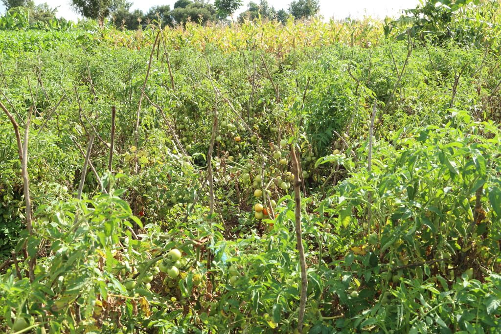 Picture of A farm with tomatoes.
