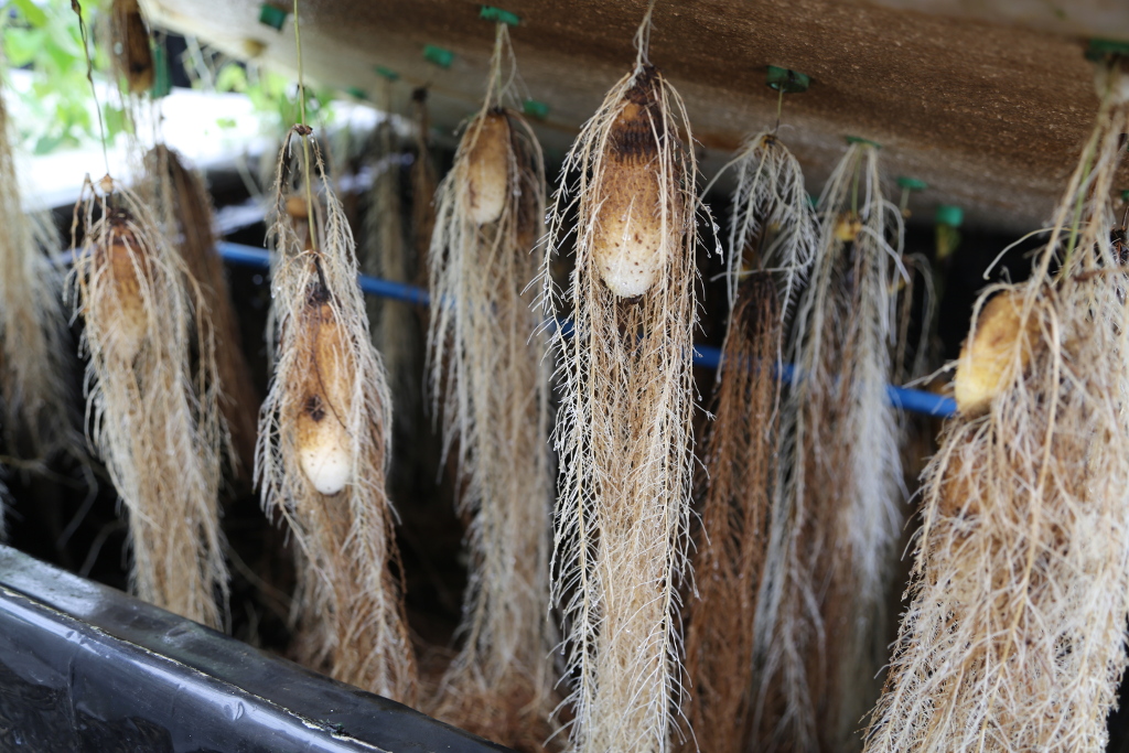 Picture of Seed yam tubers in aeroponics system.
