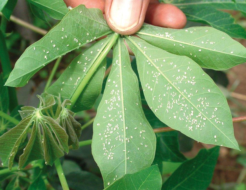 Picture of large population of B. tabaci adults feeding on the underside of a young cassava leaf