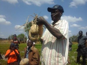 Picture of a government extension agent holds up big OFSP roots harvested from the Mumbas’ farm