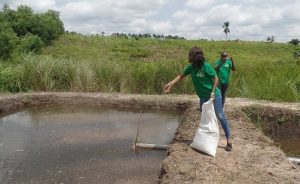 Picture of Sandrine Bussa, an IYAKIN gives feed to the young fingerlings in the pond.