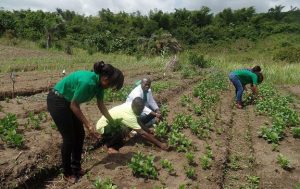 Picture of Agripreneurs tending their vegetable field.