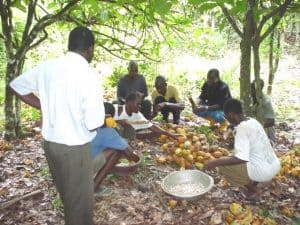 Picture of Cocoa farmers sorting the cocoa pods.