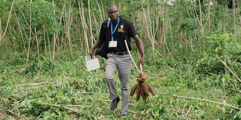 An extension agent conducting yield assesment in a trial plot managed using AKILIMO recommendations.