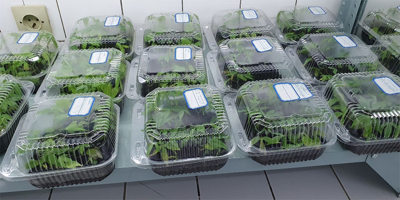 Plantlets in the SAH lab at RAB's Rubona Research Station.