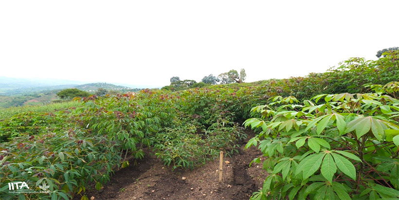 SAH is contributing to an adequate supply chain of cassava clean seeds in Rwanda.