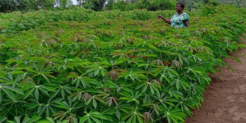 A cassava farmer showcasing the improved Migyera cassava variety.