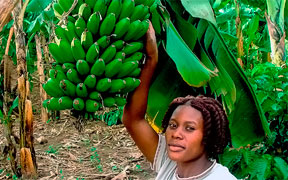 A farmer in a banana plantation