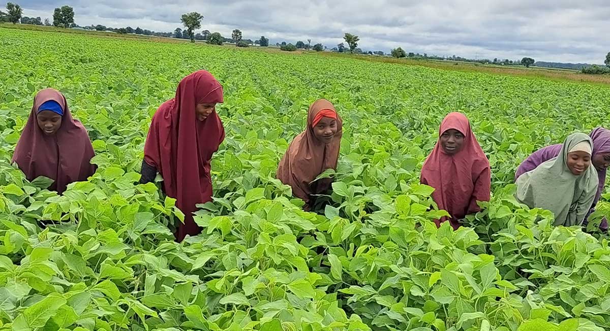 Female farmers in their soybean seed multiplication field in Zaria, Nigeria.