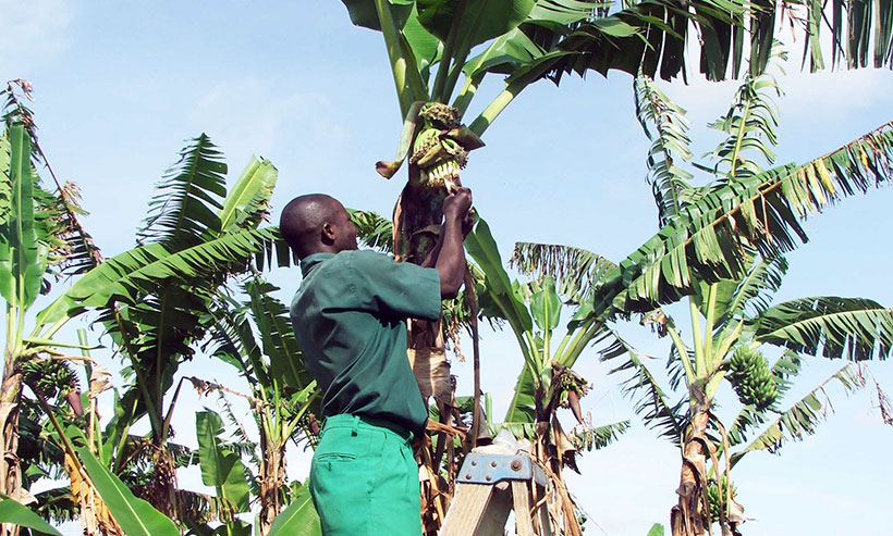 A field worker identifying the female parent plant before hand pollination.