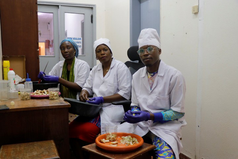 A research supervisor during a hands-on session with an intern in banana/plantain vitro-plantelet production in the Tissue Culture Laboratory at IITA Cameroon.