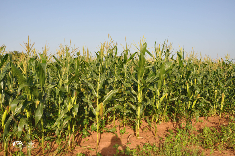 A well cultivated maize field in Nigeria.