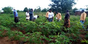 Extension agents and farmers participating in a practical training organized by TFNC in Tanzania
