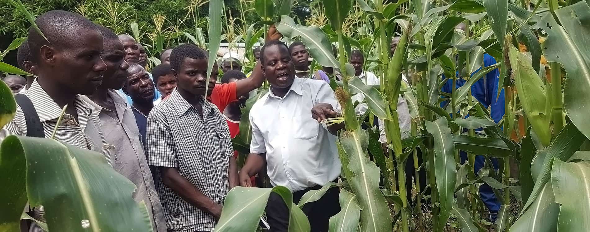Malawi registers Aflasafe®—The cost-effective technology for aflatoxin management