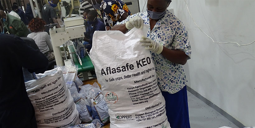 Aflasafe KE01: Biocontrol measure for Aflatoxin