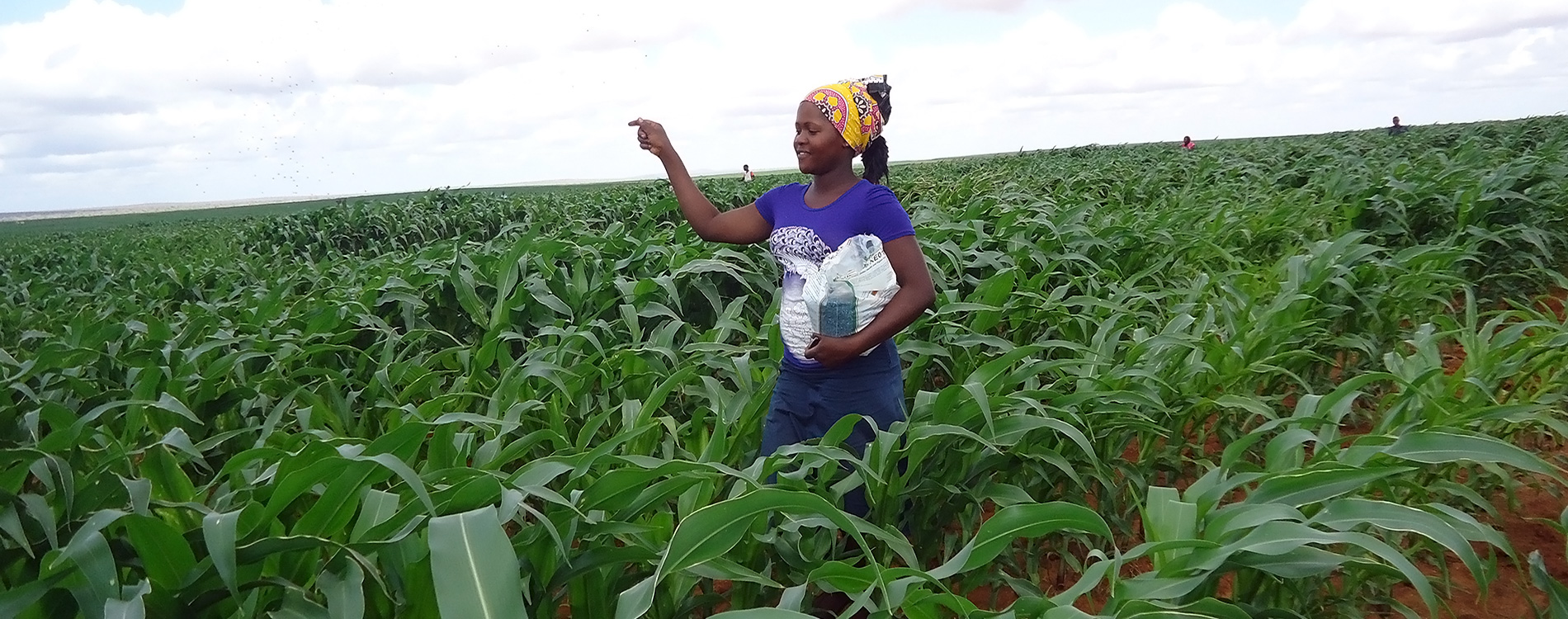 Application of Aflasafe KE01 on a maize field by Sarah Chughu. (Photo: U Mutuku/IITA)