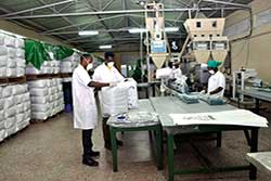Photo of Scientists in Aflasafe Factory