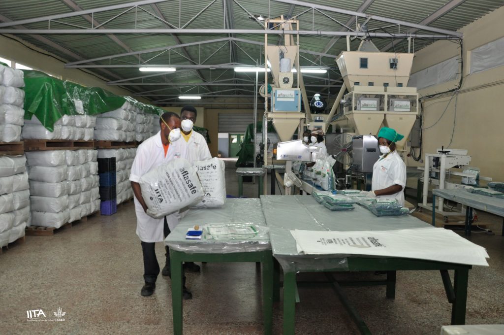 An Aflasafe packaging line in the factory