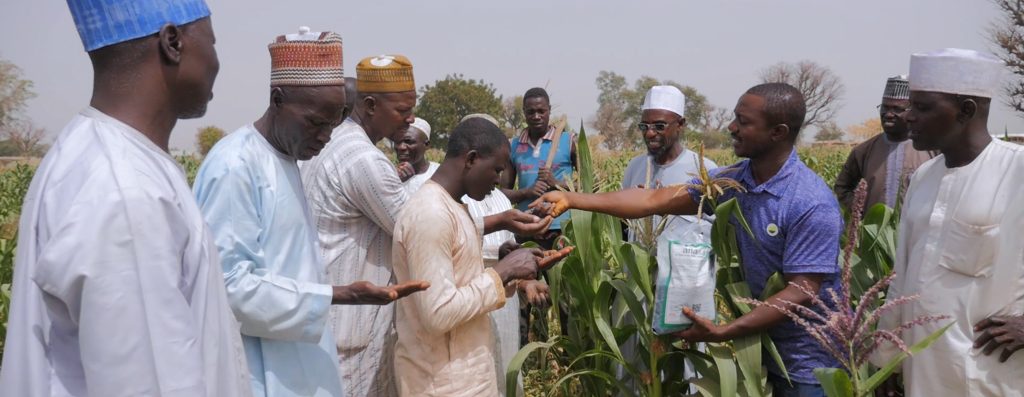 Training and distributing Aflasafe to farmers