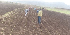 Africa RISING partners and farmers plant Desho grass in Tigray, Ethiopia, while observing safety protocols (Photo credit: Haimanot Seifu/ILRI).