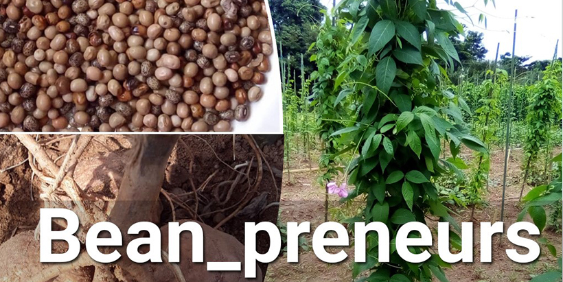 African Yam Bean (AYB): Rehabilitating a leguminous crop with many uses