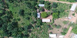 Drone image of plantain/banana fields in Benin Republic, West Africa.