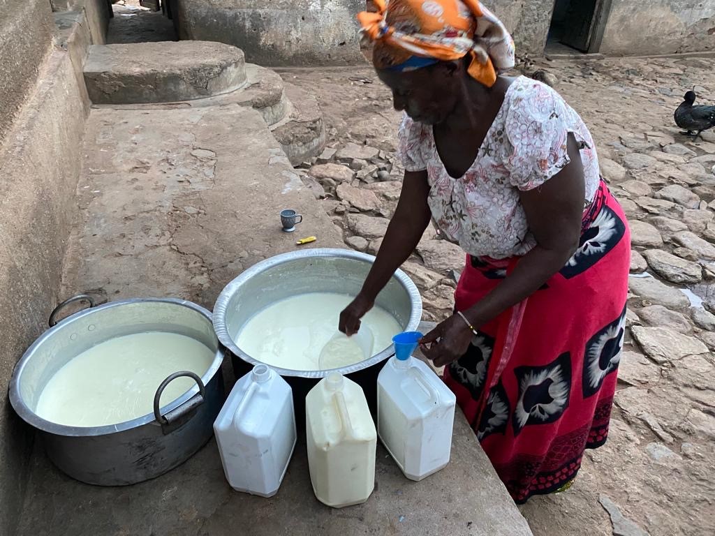 Milk packaged for sale from an improved outlet.