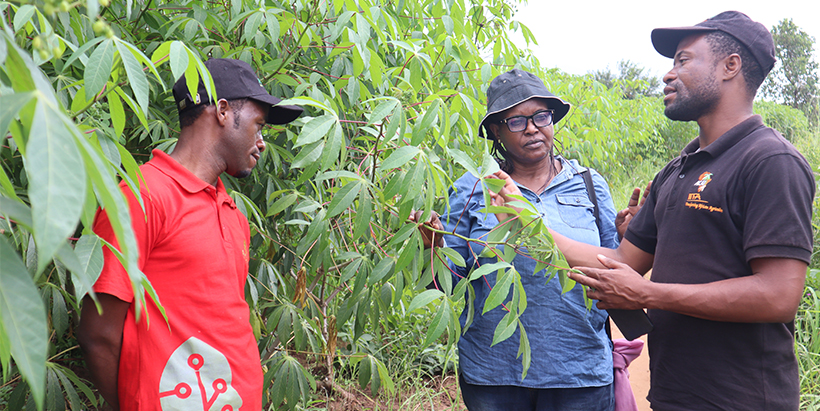 BEST cassava project supports cassava transformation in Handeni District