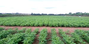 One of the trial sites at IITA, Ibadan.
