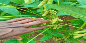 The pod development stage.