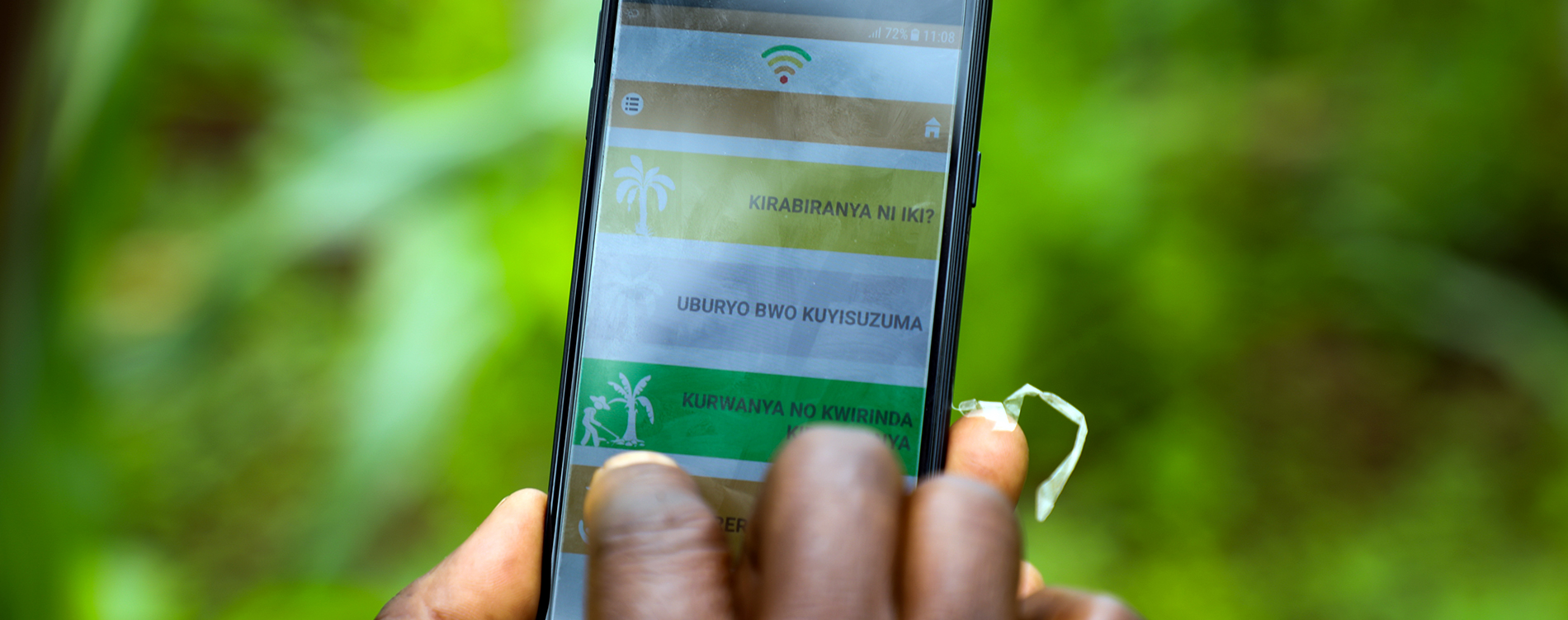 IITA-Rwanda releases a digital application in the fight against bacterial wilt disease in bananas