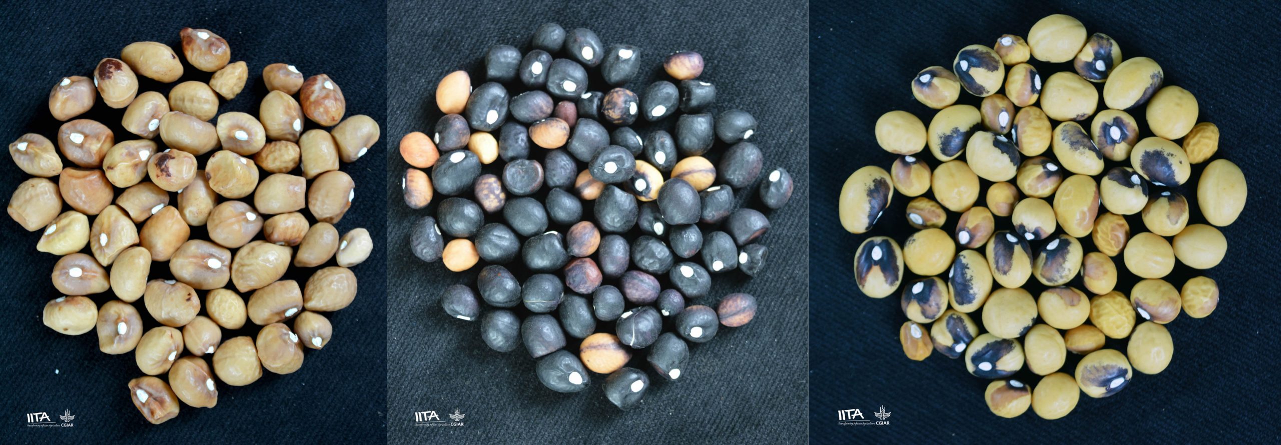 Bambara groundnut seeds from IITA’s Genetic Resource Center.