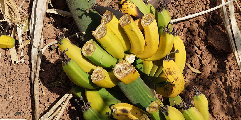 Typical bacterial wilt symptoms—uneven and premature ripening of fruit that cannot be marketed or eaten. Photo: IITA/G. Mahuku