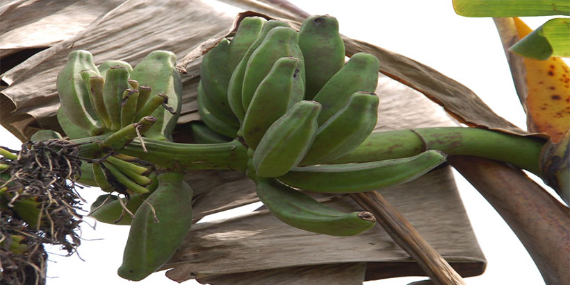 Banana inflorescence and fruits infected with black sigatoka disease.