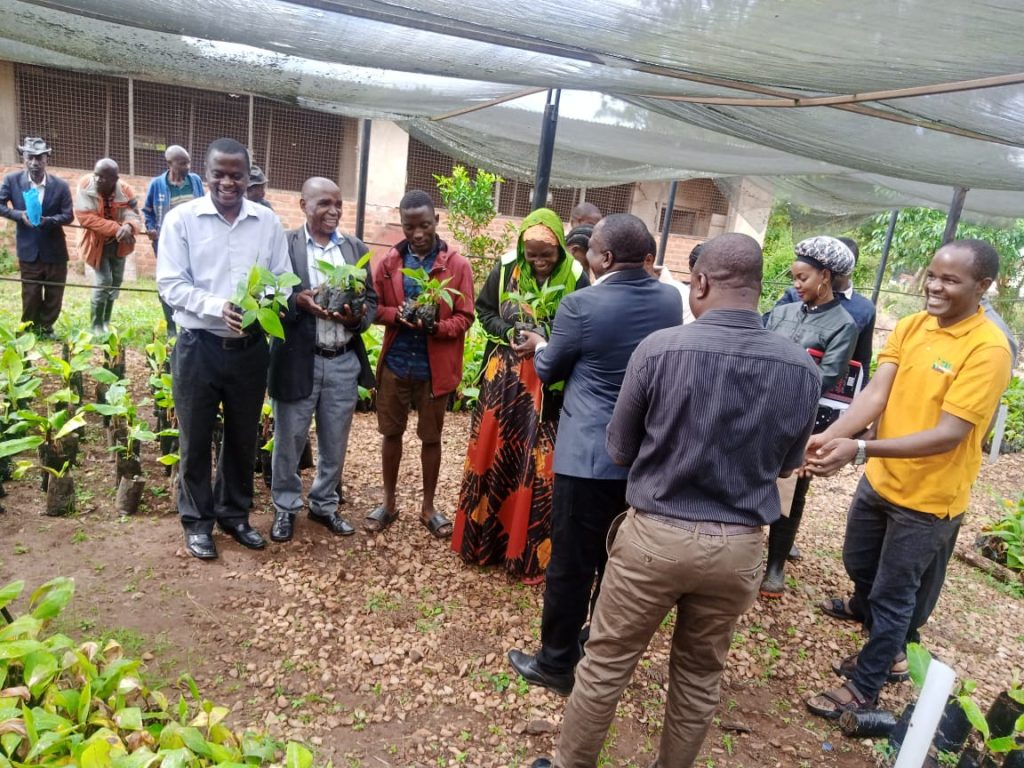 TARIBAN plantlet distribution in Maruku, Bukoba