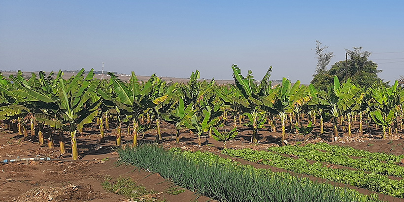 Banana plantation at Hortinet Foods Limited. 