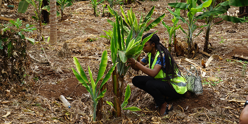 Banana plants showing typical symptoms of BBTV in a farmer's field during the surveillance and eradication workshop. Photo: IITA/George Mahuku