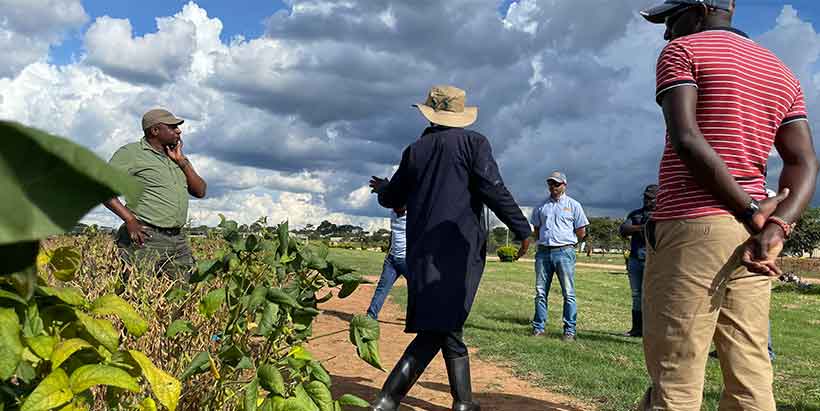 Bayer team visiting IITA farm in Lusaka, Zambia.