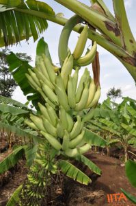 Close-up of Morong Princesa banana bunch.
