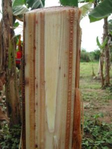 Typical symptoms of Fusarium wilton a banana plant.