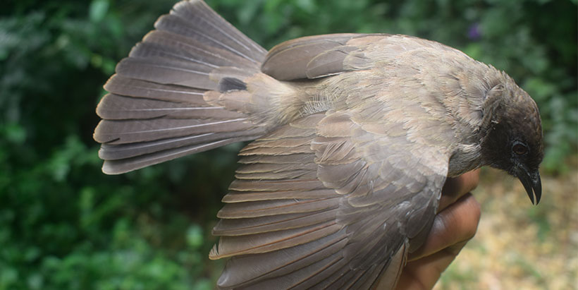 A mist-netted Western Nicator Nicator chloris in the Drabo Forest Reserve. Photo: IITA/A. Awoyemi