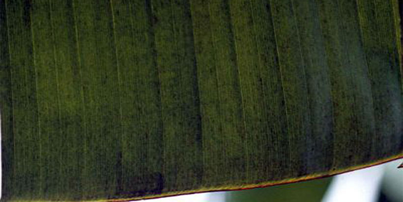 Black Sigatoka is one of the most devastating banana diseases.