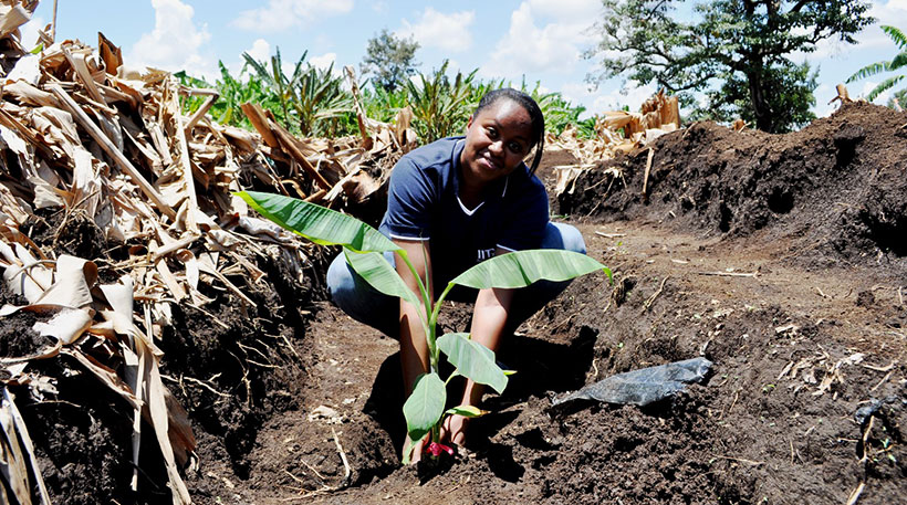 Brigitte Uwimana, IITA Scientist planting a sucker.