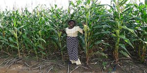 A farmer in a field of maize under conservation agriculture.